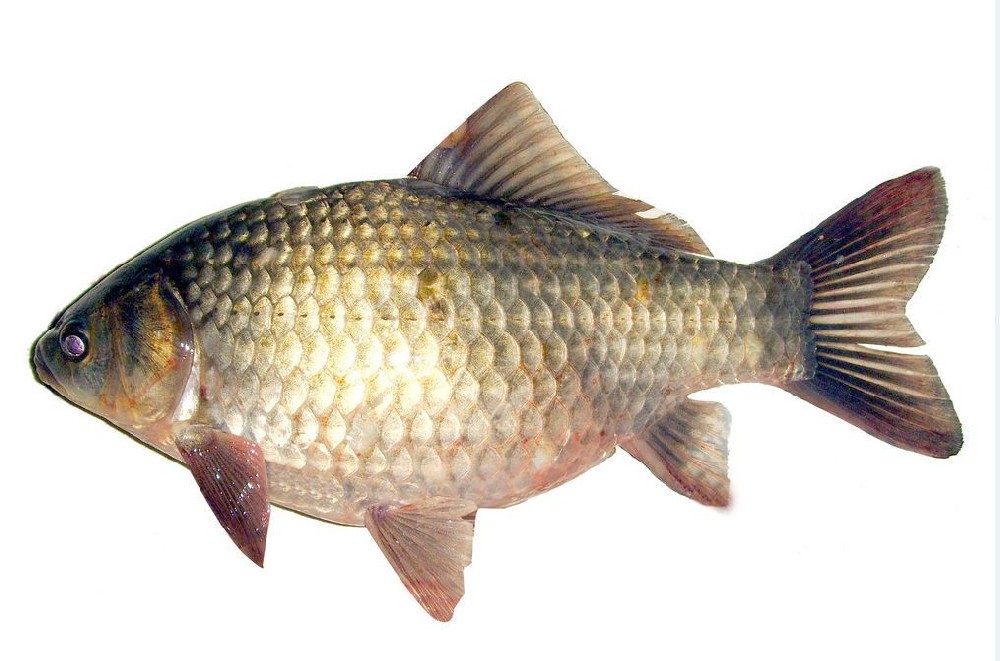 鯽魚(yú)